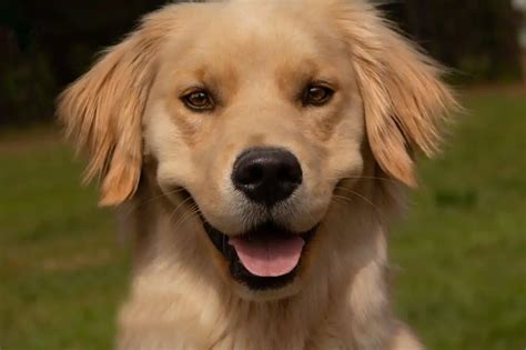 Male vs. Female Golden Retriever: 10 Differences To Help You。